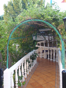 Summer 2011 canaries004