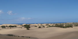 Summer 2011 canaries006